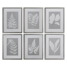 MOONLIGHT FERNS